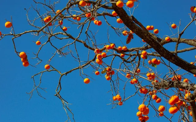 12 Macrame Wall Hanging Ideas for Every Skill Level