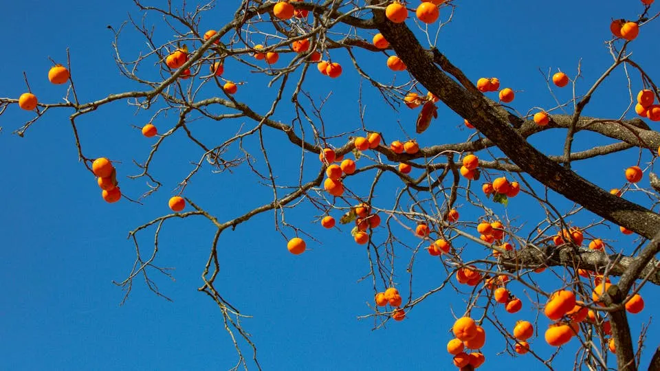 12 Macrame Wall Hanging Ideas for Every Skill Level